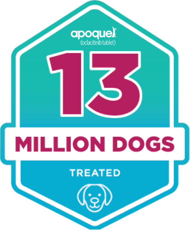 thirteen-million-dog